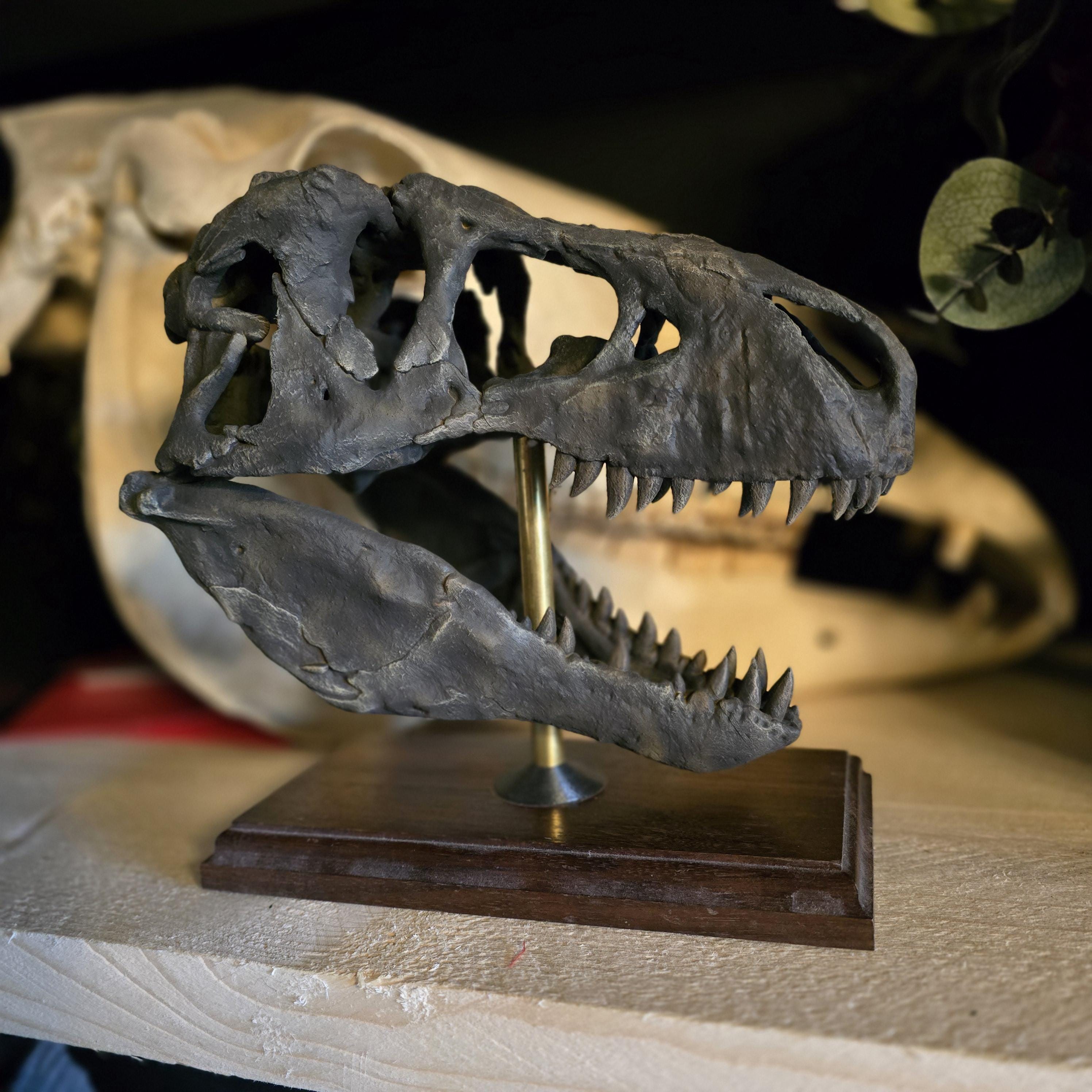 ティラノサウルス・レックスの頭蓋骨レプリカ - 3Dプリントされた恐竜