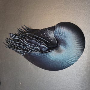 May include: A nautilus shell sculpture featuring a deep matte black finish with subtle iridescent blue highlights. The object displays a coiled, spiral structure with a textured surface and a cluster of elongated, tentacle-like protrusions extending from the front.