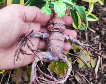 Mandrágora bebé - mandrágora bebé - muñeca de arte