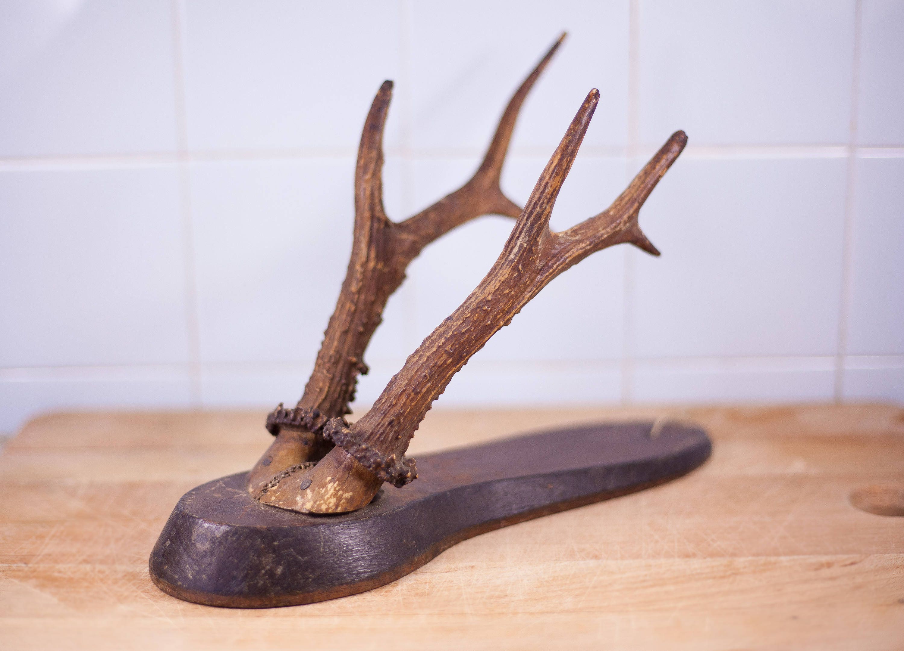 ハンティングトロフィー　角　ホーン　剥製　什器 ハンティングトロフィー 角 ホーン 剥製 什器