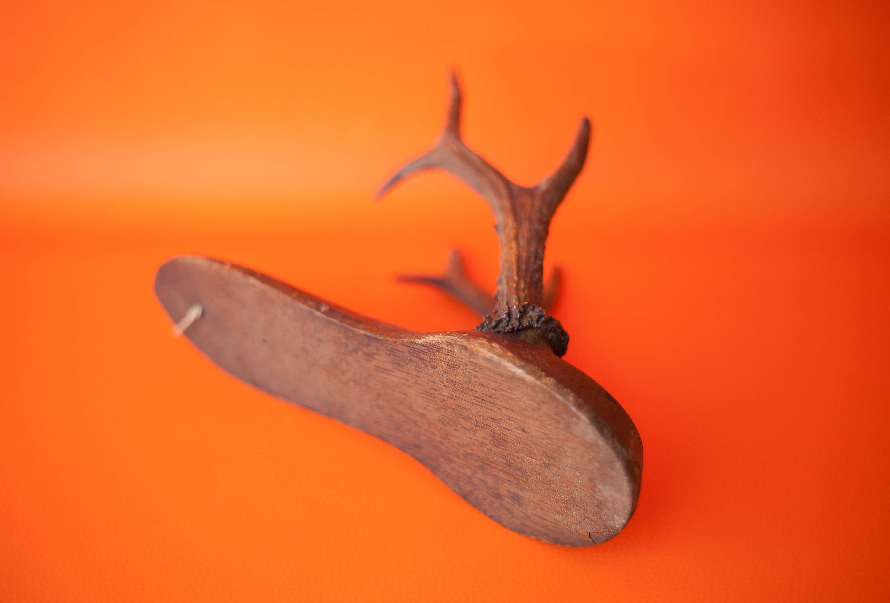 ヴィンテージ鹿の角、剥製術、珍品のキャビネット、ホーン