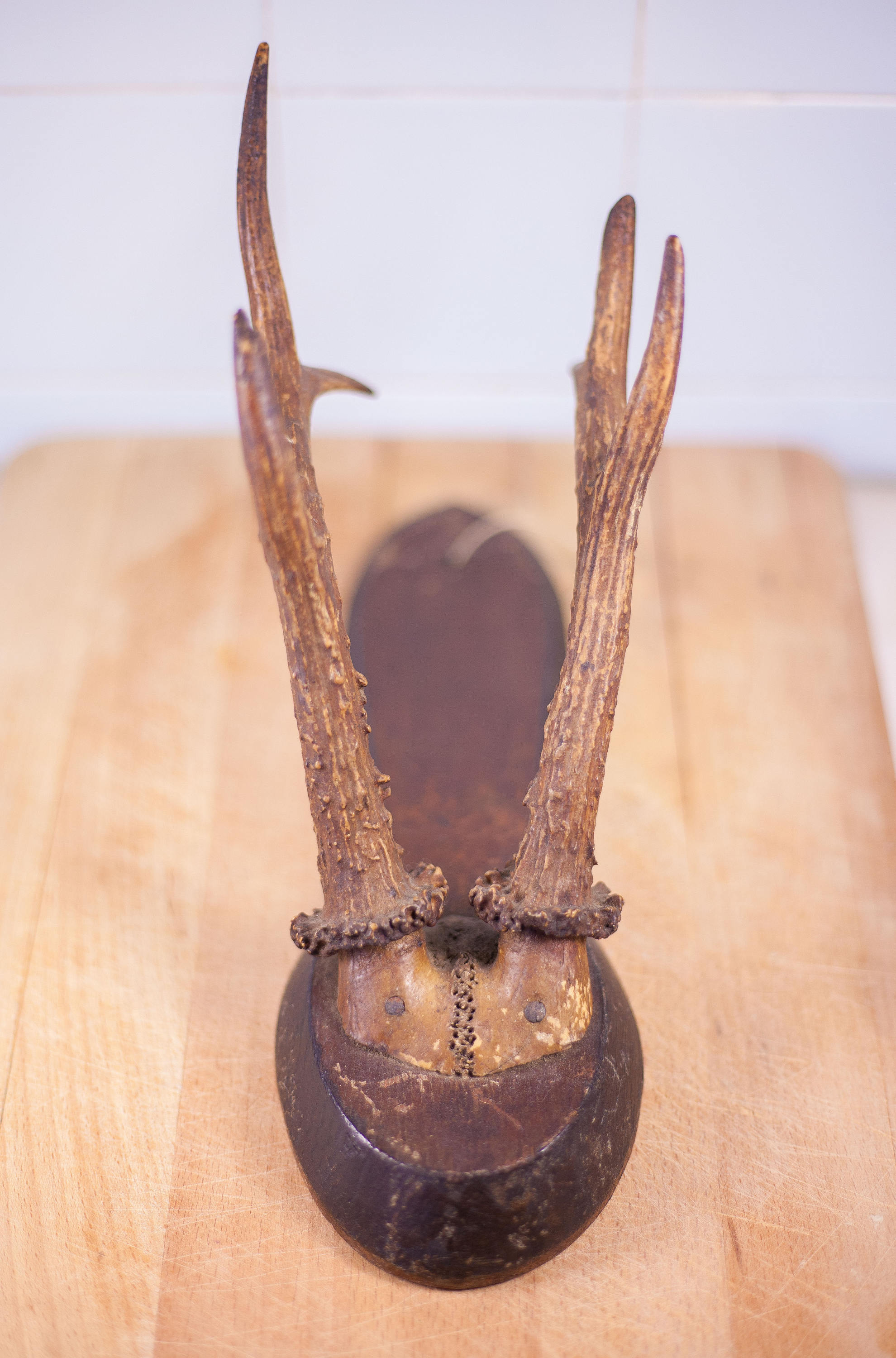 ヴィンテージ鹿の角、剥製術、珍品のキャビネット、ホーン