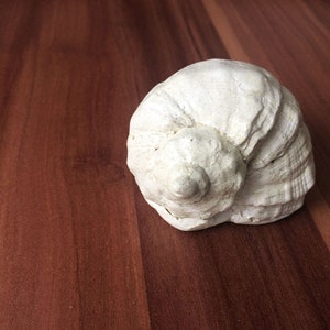 HORMIGÓN minimalista decoración única concha concha | Etsy