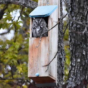 KingWood Original Cedar Owl Box w/Color POP!, Screech Owl House, Colorful Nature Gifts for Him, Bird Watching Husband, Backyard Birding Dad