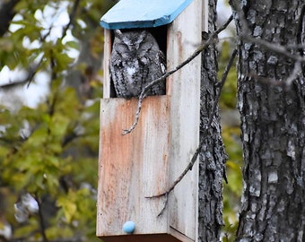KingWood Original Cedar Owl Box w/Color POP!, Screech Owl House, Colorful Nature Gifts for Him, Bird Watching Husband, Backyard Birding Dad