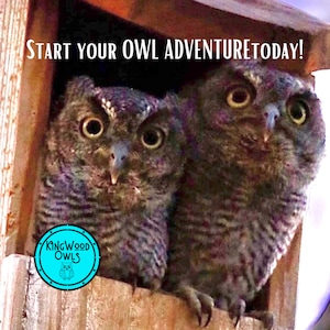 Original Owl Box From KingWood Clocks, Cedar Screech Owl House For Outside Nesting & Pest Control, Handmade Presents For Him, Bird Dad Gift