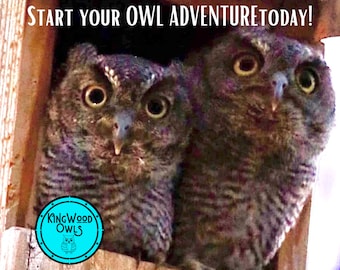 Original Owl Box From KingWood Clocks, Cedar Screech Owl House For Outside Nesting & Pest Control, Handmade Presents For Him, Bird Dad Gift