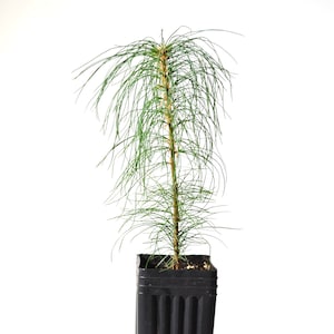 TreesAgain Potted White Pine Tree Pinus strobus 6 to 9 inches image 1