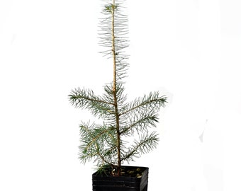 TreesAgain Potted Norway Spruce - Picea abies - 12 - 18+ inches (See State Restrictions)