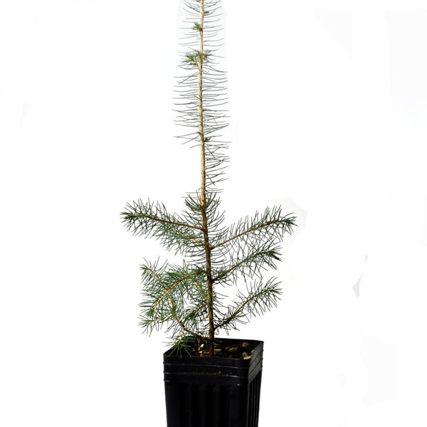 TreesAgain Potted Norway Spruce - Picea abies - 12 - 18+ inches (See State Restrictions)