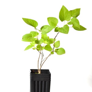TreesAgain Potted Lilac Tree - Syringa vulgaris - 9-17+ inches
