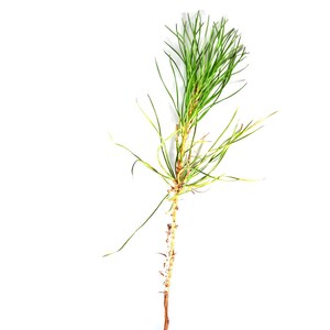 TreesAgain Lot of 10 - Pine / Spruce / Fir Trees - Assorted Varieties - 5 to 15+ inches (See State Restrictions)