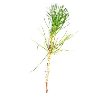 Pine / Spruce / Fir Trees - Assorted Varieties - 5 to 15+ inches (See State Restrictions)