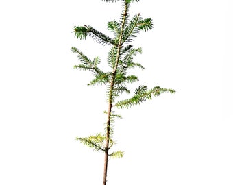TreesAgain Potted Canaan Fir Tree - Abies balsamea var. phanerolepis - 10 to 12+ inches