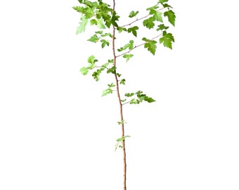 TreesAgain Potted Washington Hawthorn Tree - Crataegus phaenopyrum - 5 to 8+ inches