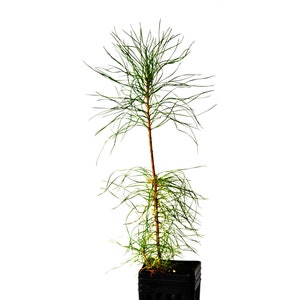 TreesAgain Potted Jack Pine Tree - Pinus banksiana - 14 to 18+ inches