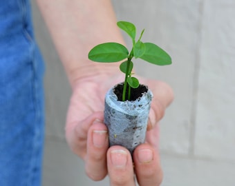 TreesAgain Fukushu Kumquat Trees - × Citrus japonica - starter plugs