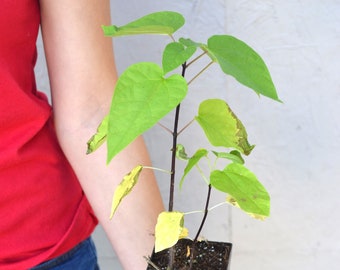 TreesAgain Potted Northern Catalpa Tree - Catalpa speciosa - 12 to 15+ inches