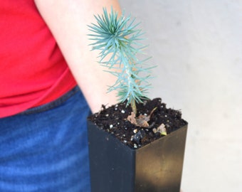 TreesAgain Potted Pinyon Pine Tree - Pinus edulis - 3 to 5+ inches