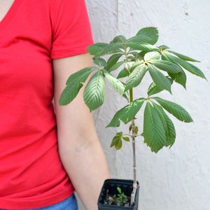 TreesAgain Potted Ohio Buckeye Tree - Aesculus glabra - 3 to 8+ inches