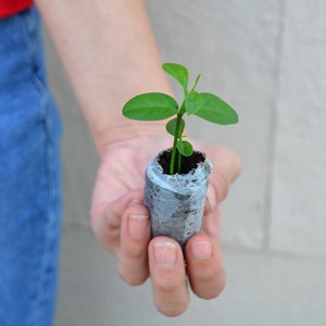 TreesAgain Fukushu Kumquat Trees - × Citrus japonica - starter plugs