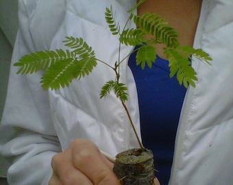 Mimosa Tree Seedlings - Albizia julibrissin - starter plugs
