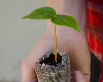 TreesAgain Silk Floss Tree - Ceiba speciosa (not seeds) - 2 to 4+ inches