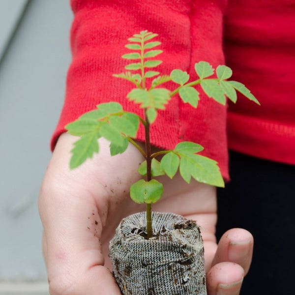 Blue Jacaranda Trees - Jacaranda mimosifolia - starter plugs