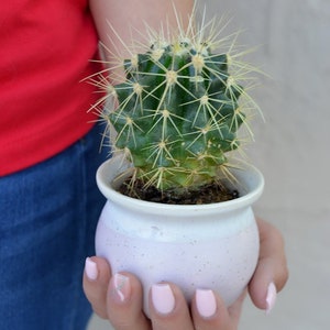 TreesAgain Potted Golden Barrel Cactus - Echinocactus grusonii - 3 to 4+ inches