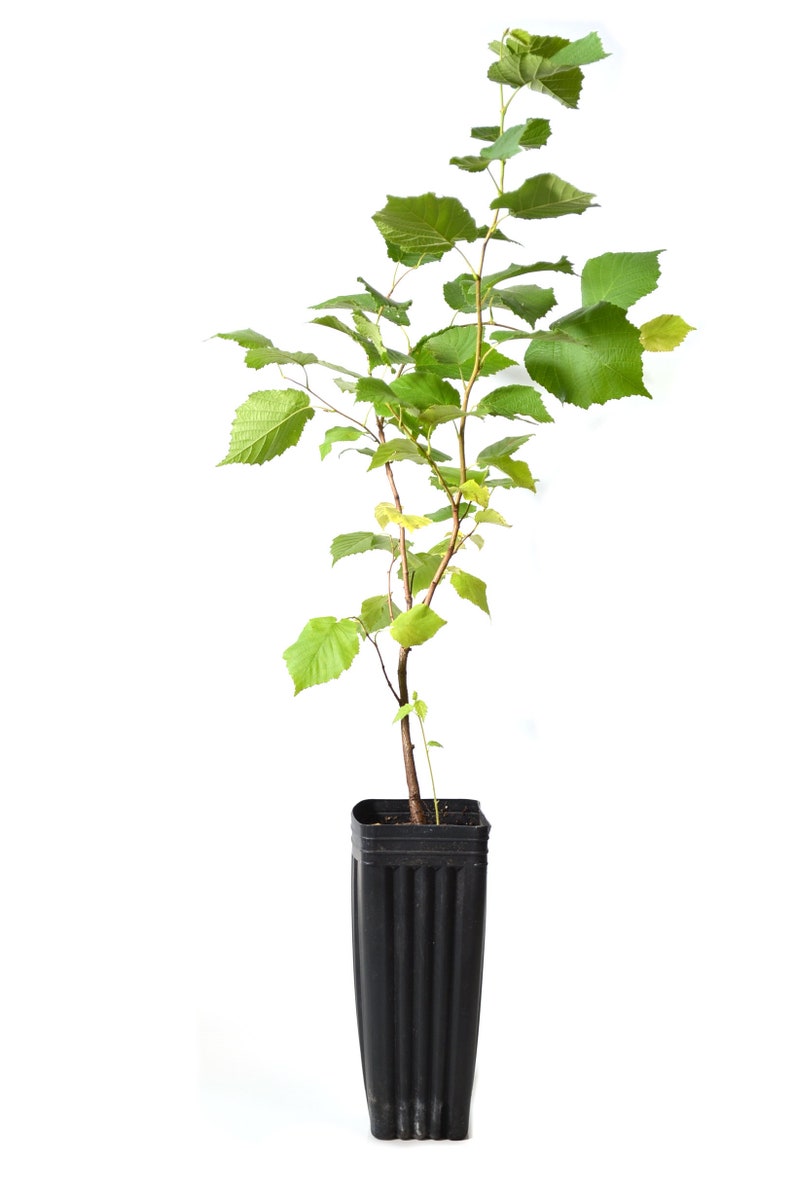 TreesAgain Potted American Hazelnut Tree Corylus americana 8 to 10 inches See State Restrictions image 1