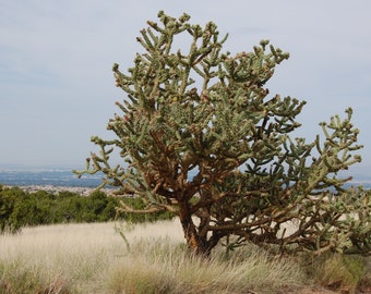 TreesAgain Potted Cane Cholla - Cylindropuntia imbricata - 6 to 9+ inches