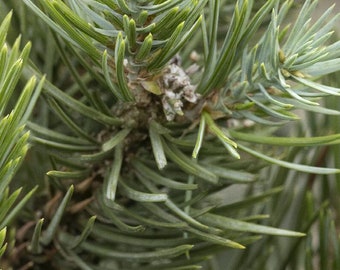 Pinyon Pine Trees - Pinus edulis - starter plugs