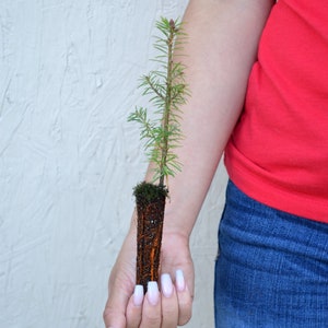TreesAgain Fraser Fir Tree - Abies fraseri - 7 to 11+ inches (See State Restrictions)