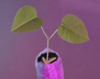 Chinese Yellow Wood Tree Seedlings - Maackia amurensis - starter plugs