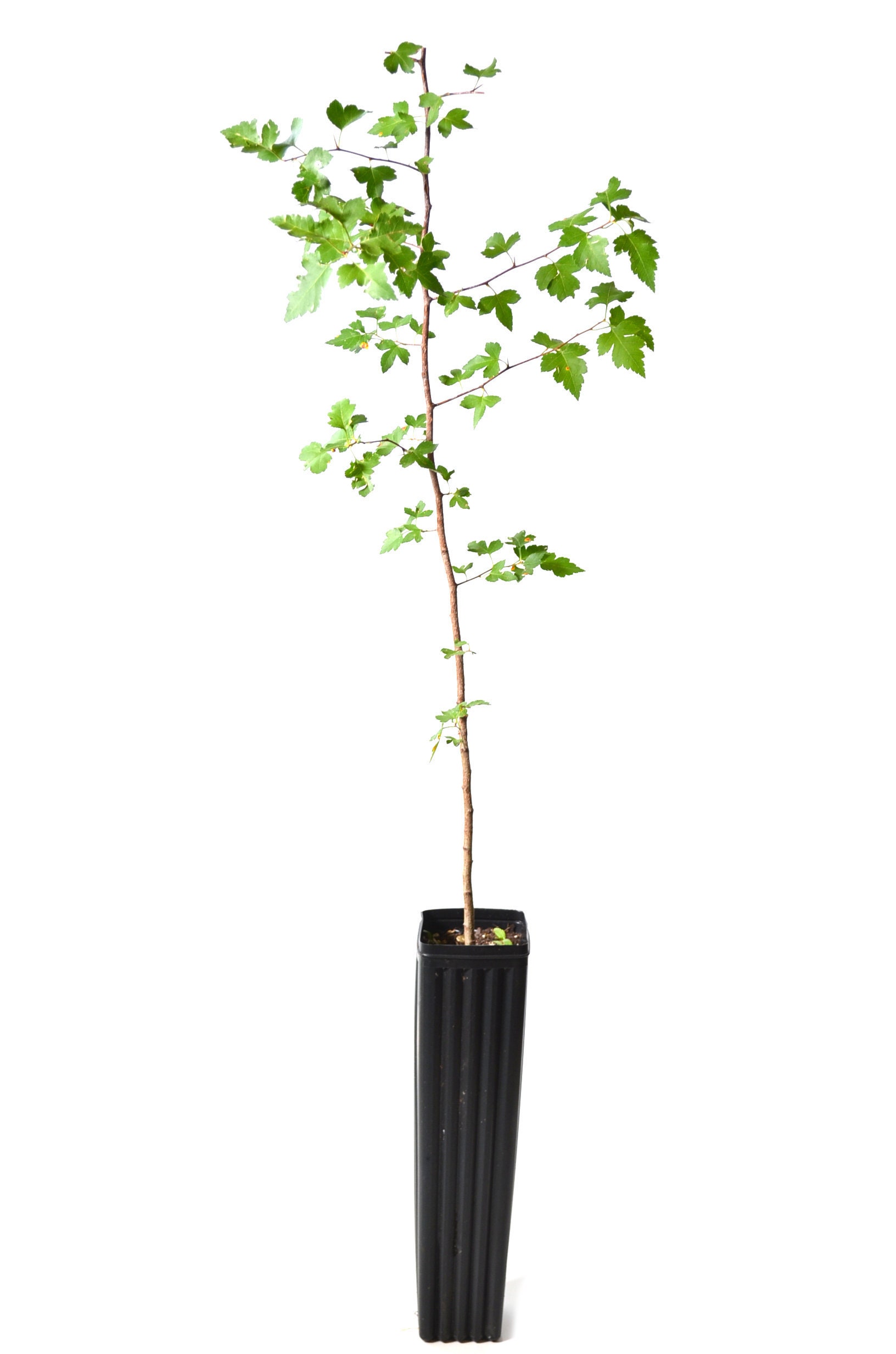 TreesAgain Potted Washington Hawthorn Tree - Crataegus phaenopyrum - 5 to 8+ inches