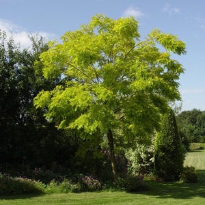 TreesAgain Potted Black Locust Tree Robinia pseudoacacia 12 to 16 inches See State Restrictions image 2