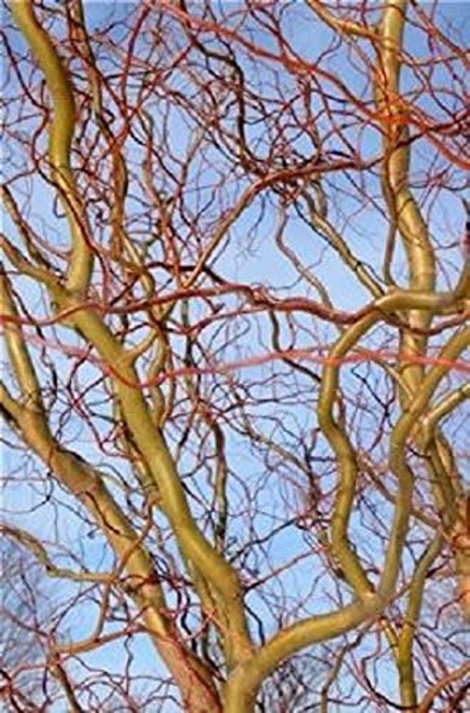 Treesagain Potted Scarlet Curly Willow Salix Integra 16 to Etsy