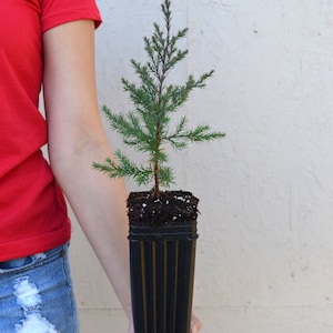 TreesAgain Potted Eastern Red Cedar Tree - Juniperus virginiana - 21 to 27+ inches (See State Restrictions)