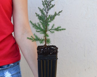 TreesAgain Potted Eastern Red Cedar Tree - Juniperus virginiana - 18 to 20+ inches (See State Restrictions)