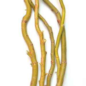 TreesAgain Lot of 5 Golden Curly Willow cuttings - Salix matsudana 'Tortuosa' - 7 to 9 inches