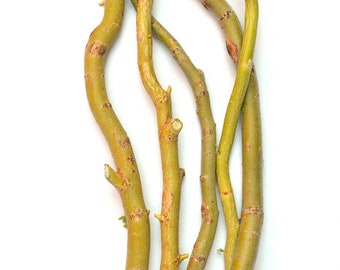 50 TreesAgain Golden Curls Willow — Salix matsudana ‘Golden Curls’ — Cuttings / Willow / Ornamental
