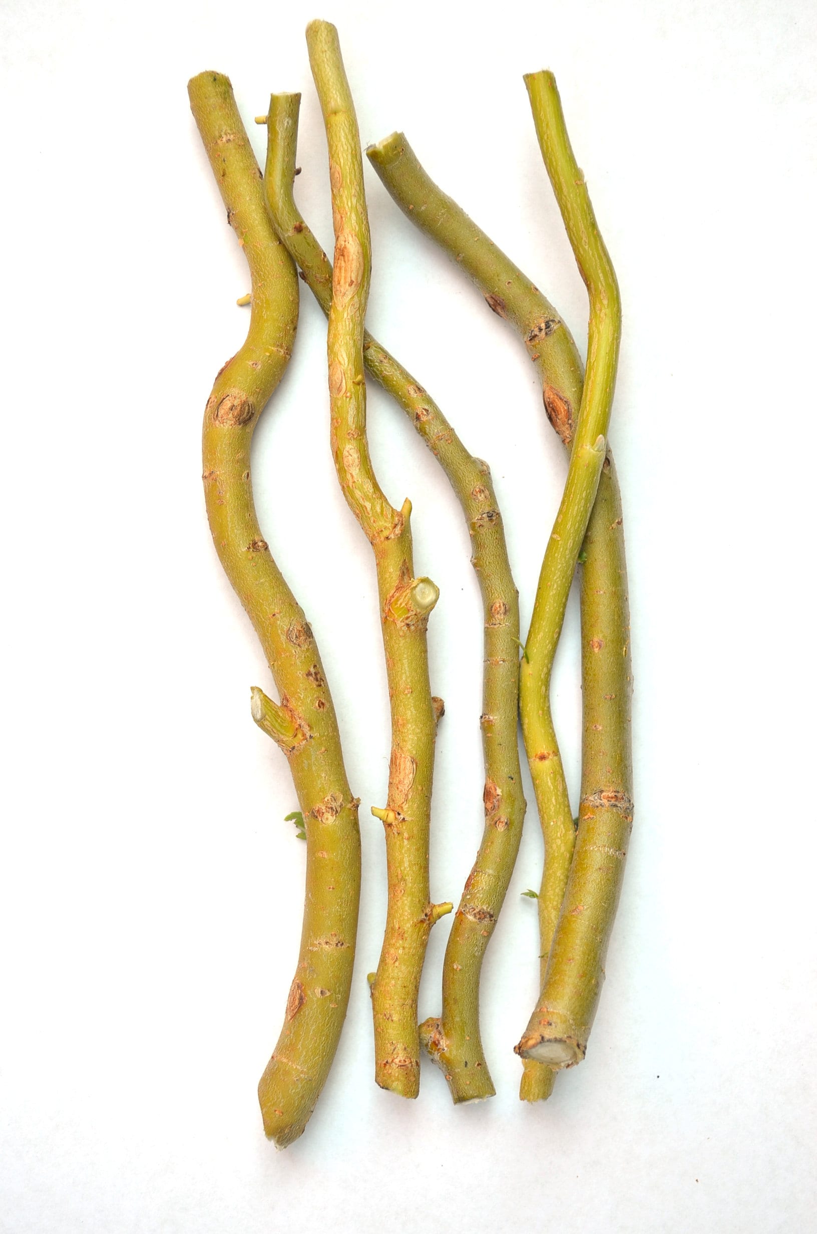 Bulk 3 Pcs 47 Extra Large Long Curly Willow Branch Corkscrew Willow B —  Artificialmerch