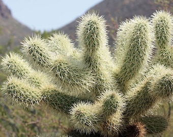 TreesAgain Potted Teddy-Bear Cholla - Cylindropuntia bigelovii - 6 to 8+ inches