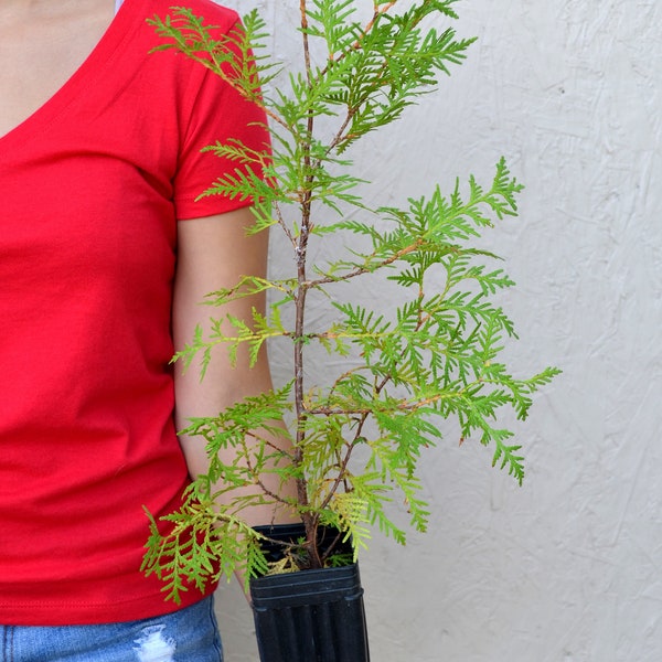 TreesAgain Potted White Cedar Tree - Thuja occidentalis- 18 to 24+ inches