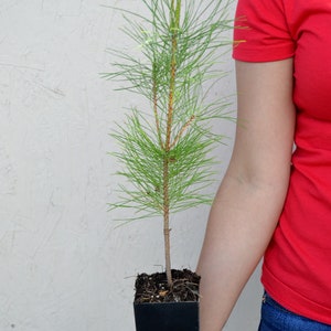 TreesAgain Potted Red Pine - Pinus Resinosa - 12 to 18+ inches