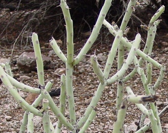 TreesAgain Potted Pencil Cholla Cactus - Cylindropuntia ramosissima - 6 to 10+ inches