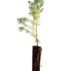 TreesAgain Blue Spruce Tree - Picea pungens - 5 to 9+ inches (see state restrictions)