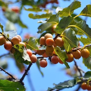 TreesAgain Date Plum Persimmon Tree - Diospyros Lotus - Starter Plug