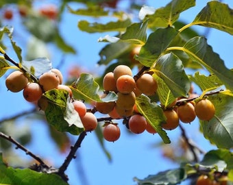 TreesAgain Date Plum Persimmon Tree - Diospyros Lotus - Starter Plug