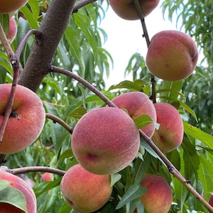 TreesAgain Lot of 10 Nemaguard Peach cuttings (Prunus persica) - 7 to 9 inches